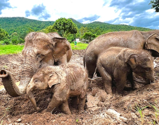Elephants playing in mud at Chiang Mai Elephant Sanctuary, Thailand.