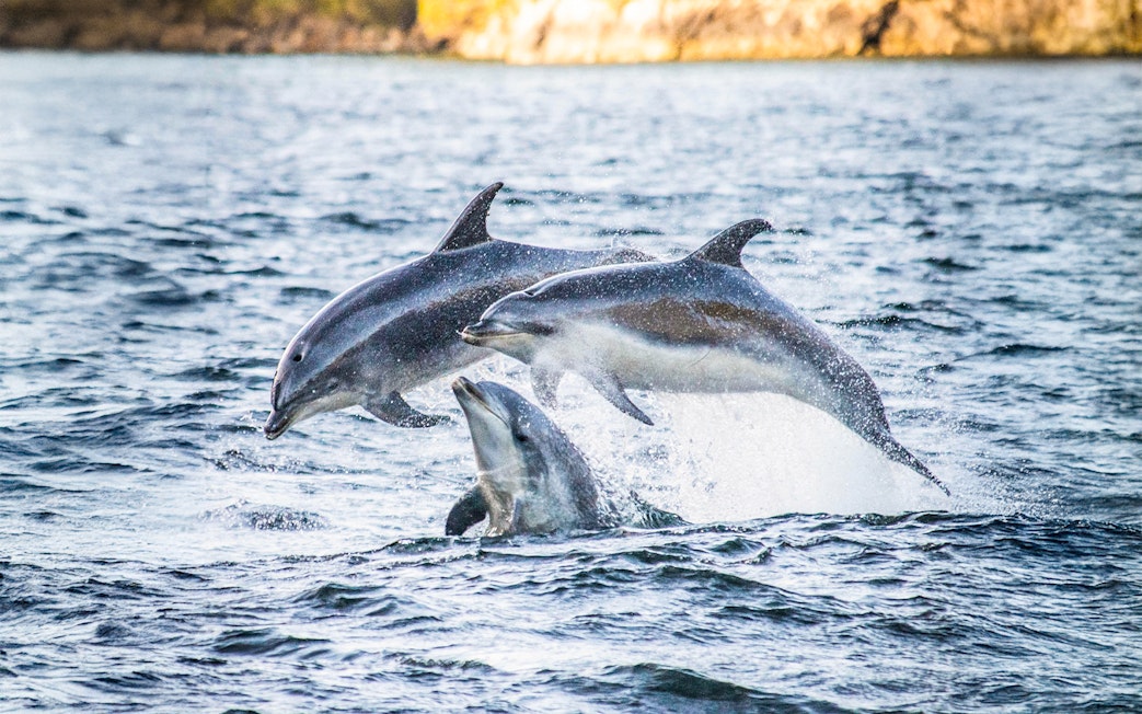 Dolphins leaping in Doubtful Sound during wilderness cruise.