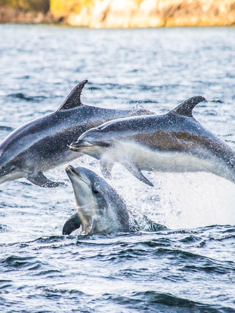 Dolphins leaping in Doubtful Sound during wilderness cruise.