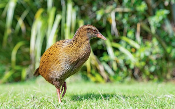 Weka bird walking on grass, Mou Waho Island nature walk.