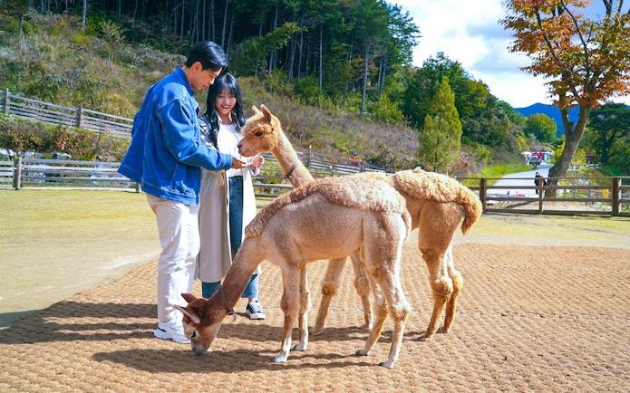 Couple feeding alpacas at Alpaca World in a scenic outdoor setting.