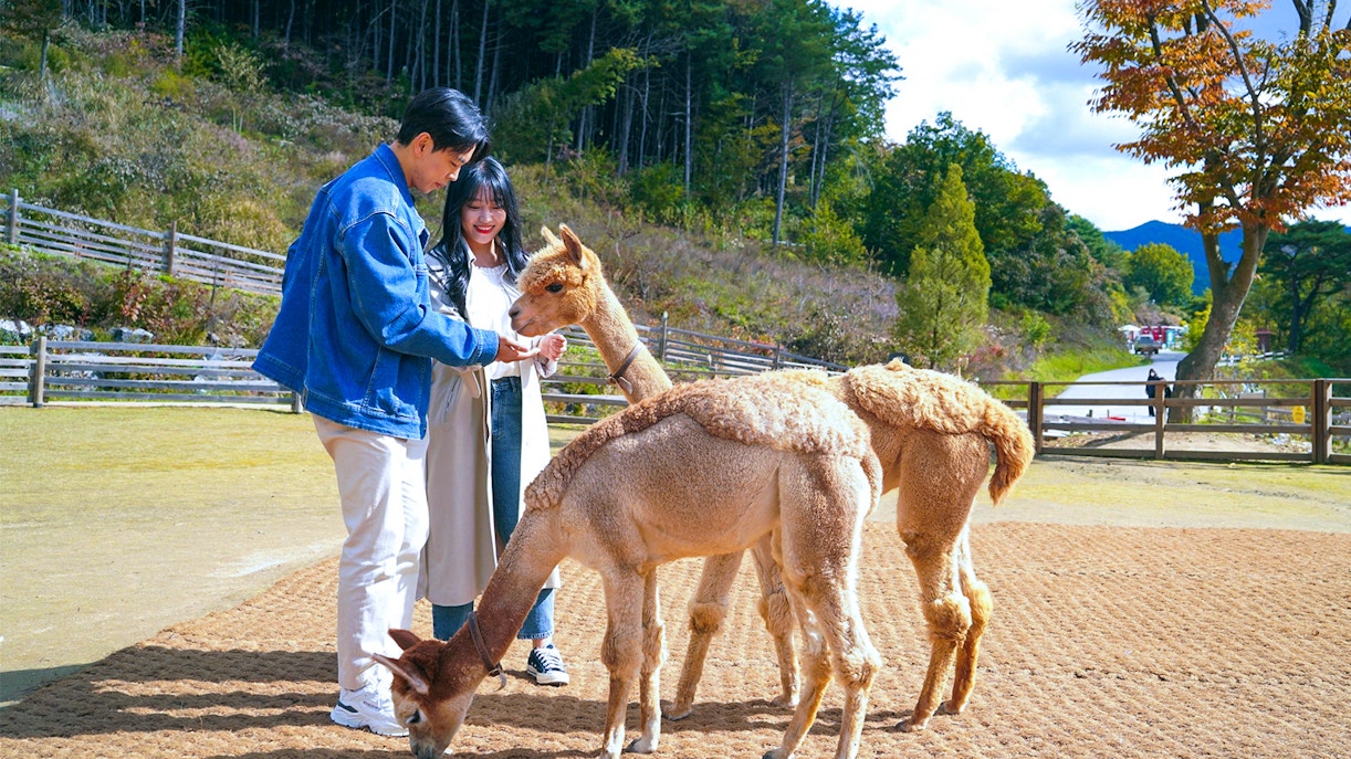 Alpaca World