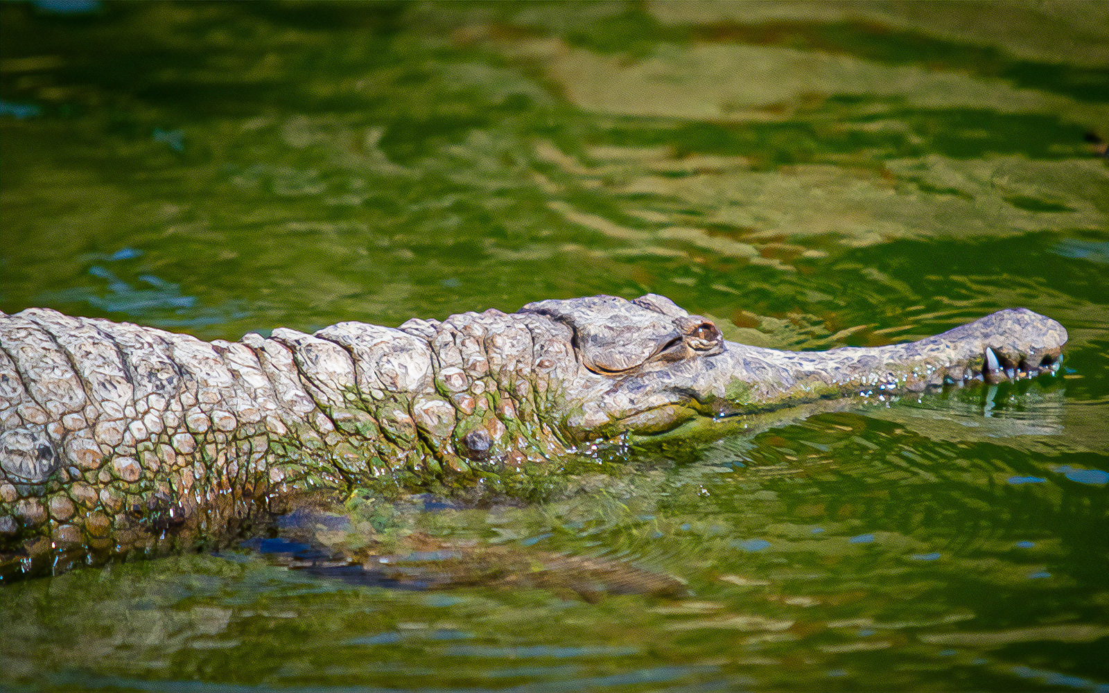 Oceanogràfic Valencia biglietti