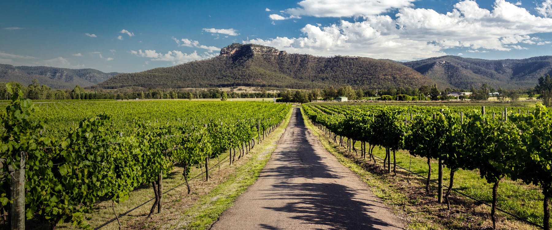 Vineyard with mountain backdrop in Hunter Valley, Australia.
