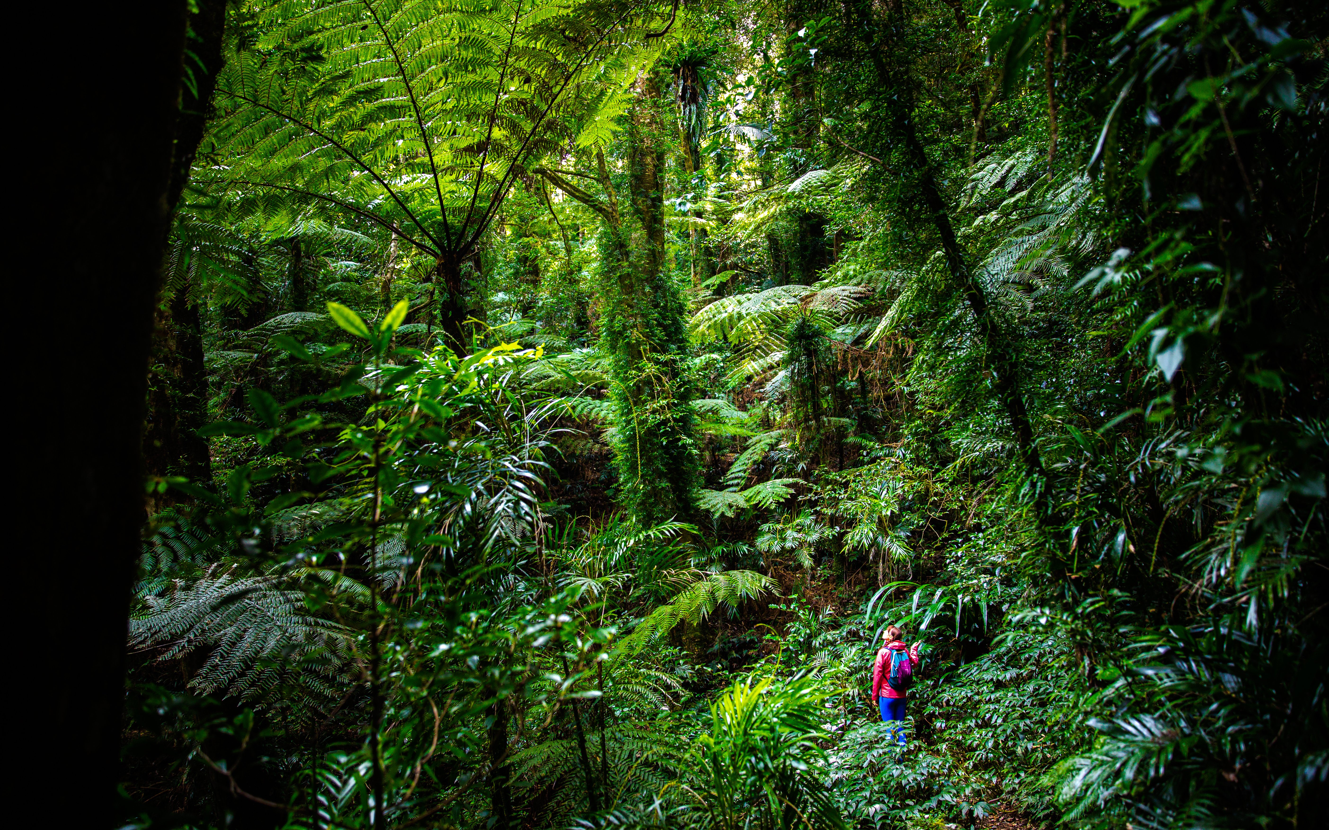 Hiker exploring lush Gondwana Rainforest with towering ferns and dense greenery.