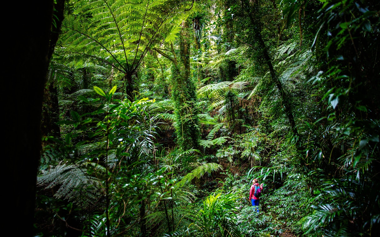 Hiker exploring lush Gondwana Rainforest with towering ferns and dense greenery.