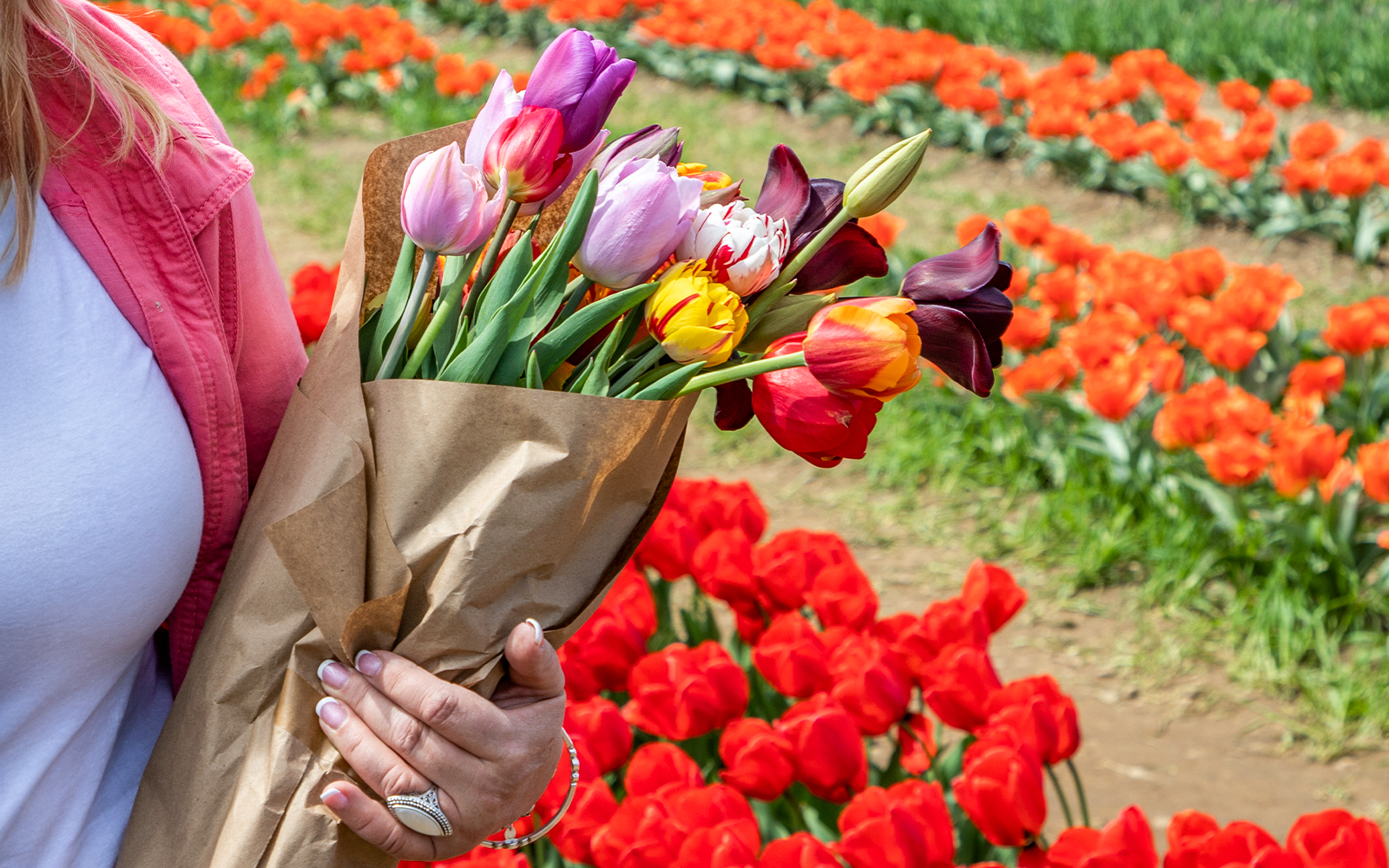 Tulip-picking garden visitor selecting vibrant tulip bouquet in the Netherlands.