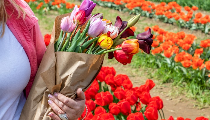 Tulip-picking garden visitor selecting vibrant tulip bouquet in the Netherlands.