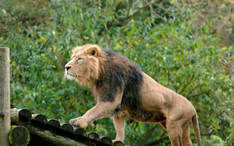 Lion walking on a wooden platform at Nairobi Safari Walk.