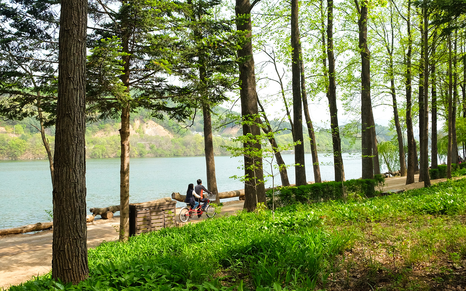 From Seoul: Nami Island Guided Tour