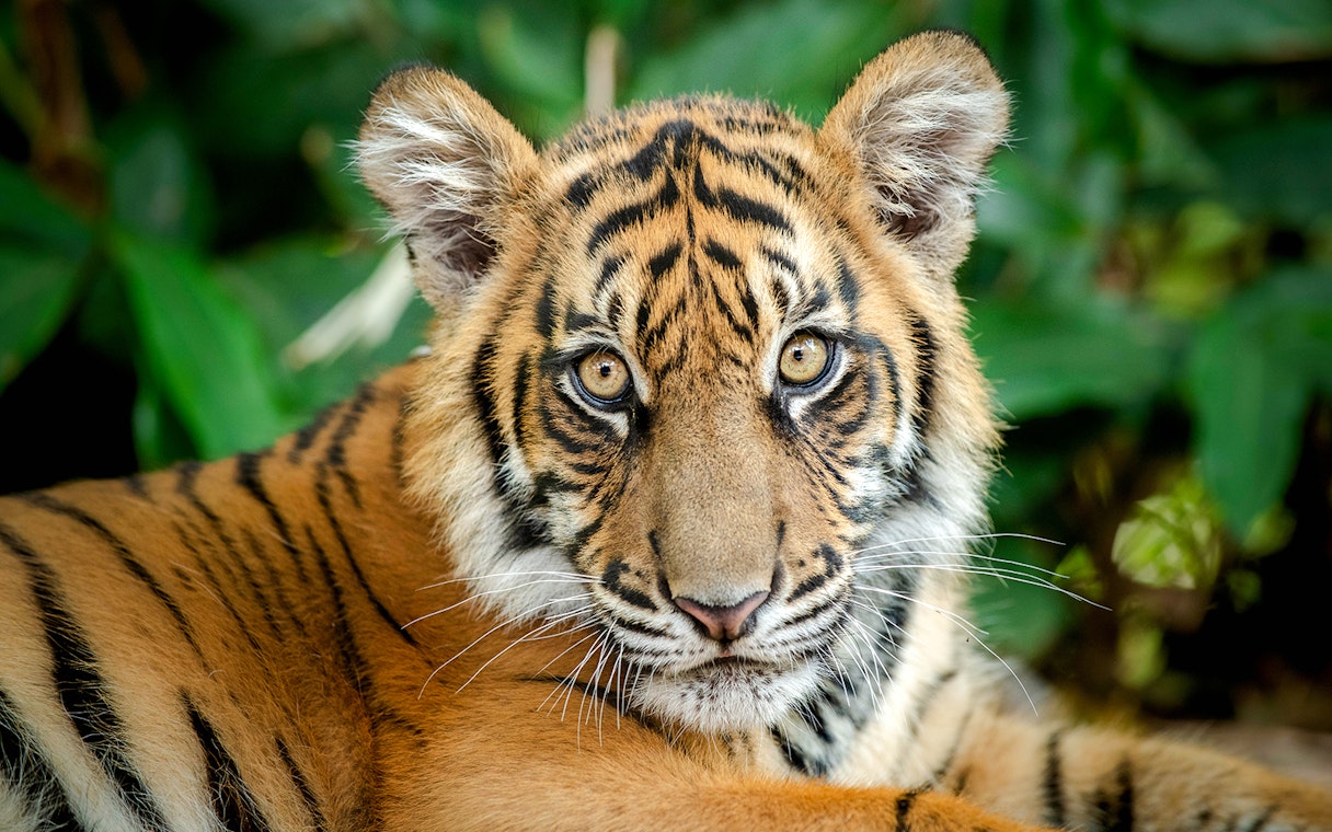 Tiger resting at Australia Zoo amidst lush greenery.