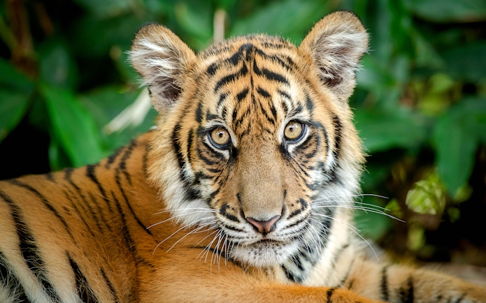 Tiger resting at Australia Zoo amidst lush greenery.