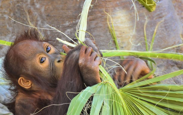 Young orangutan eating leaves at Semenggoh Wildlife Centre, Borneo.