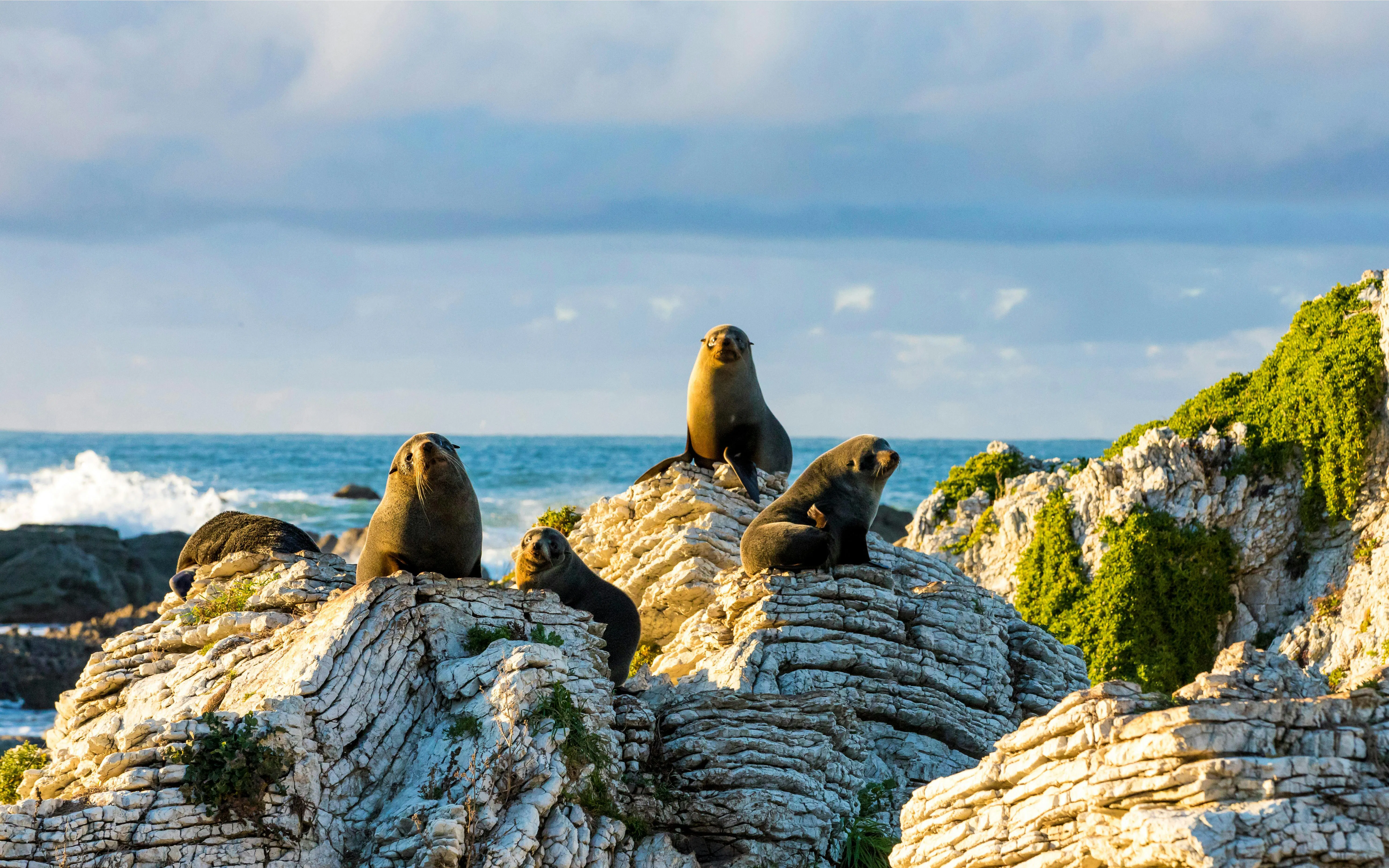 New Zealand fur seal pups on rocky coastline with ocean backdrop.