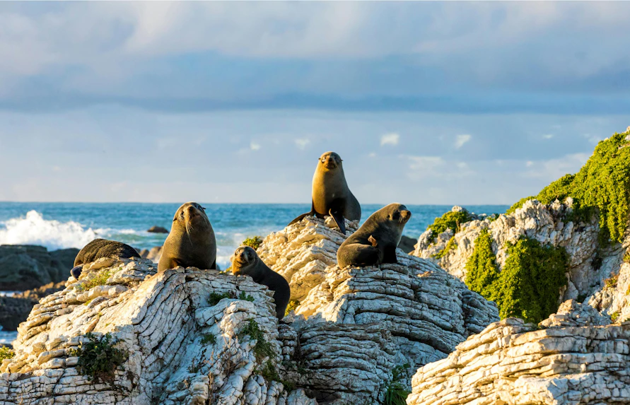 New Zealand fur seal pups on rocky coastline with ocean backdrop.