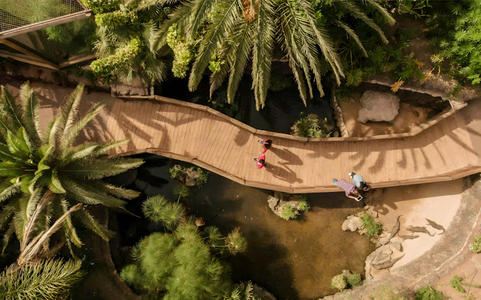 Wooden walkway over lush greenery and water at Oasis Wildlife.