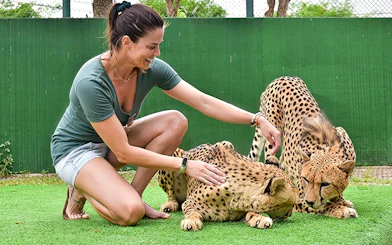 Woman kneeling and petting two cheetahs at Tiger Kingdom experience.