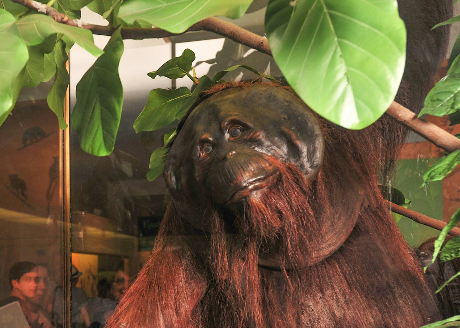 American Museum of Natural History