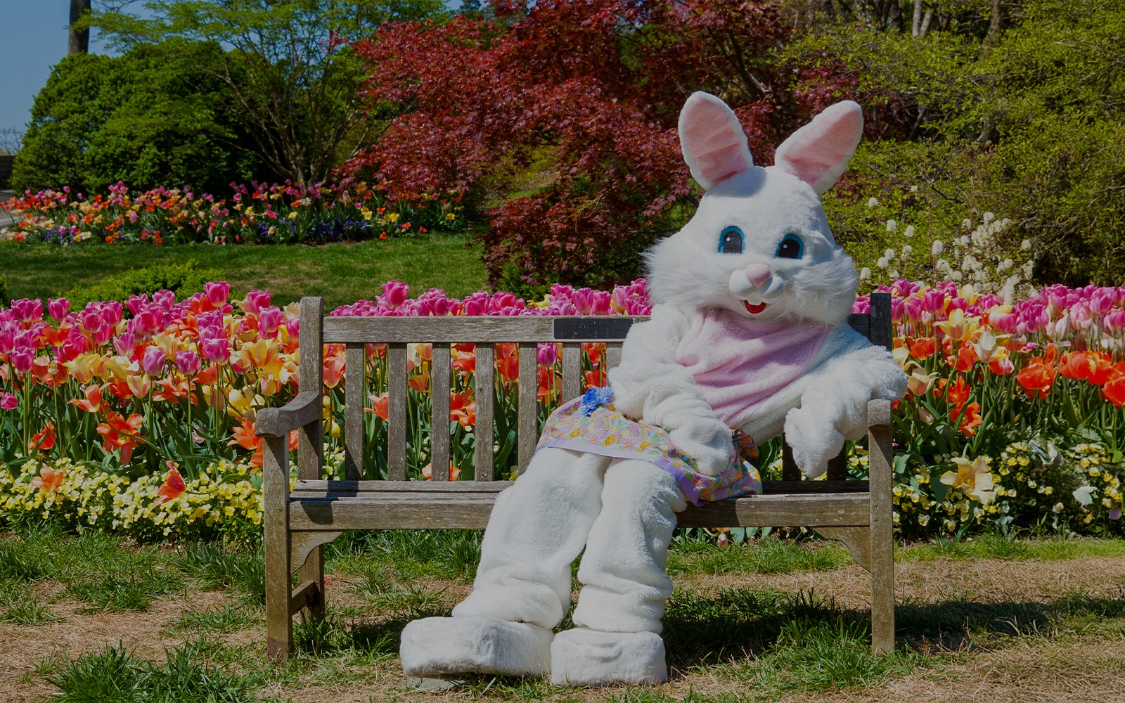 Easter Bunny sitting on a bench surrounded by tulips at Keukenhof Gardens.