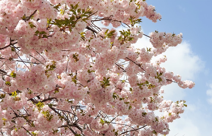 New York in April