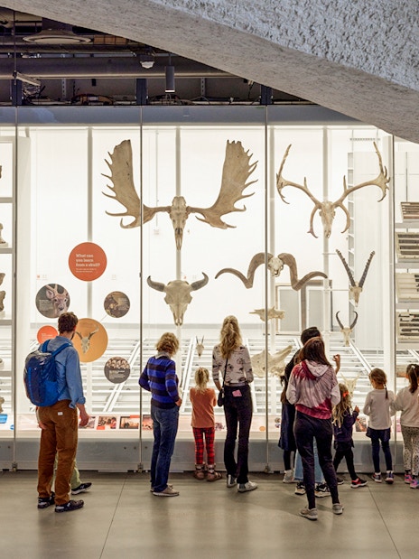 Visitors observing animal skeletons and fossils in a museum exhibit.