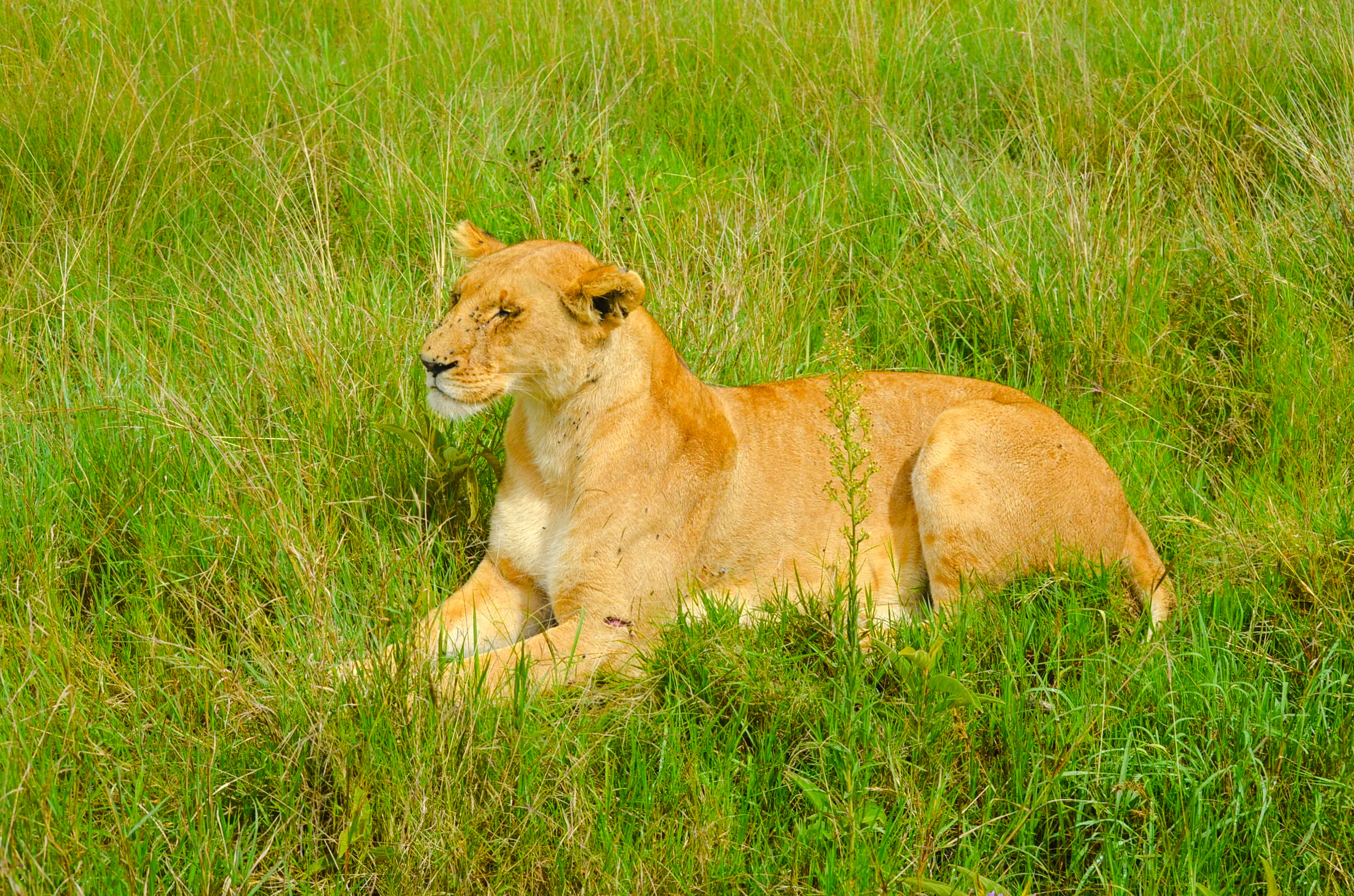 Lion resting in grass at Nairobi National Park, Nairobi.