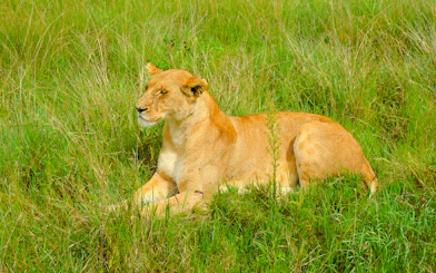 Lion resting in grass at Nairobi National Park, Nairobi.