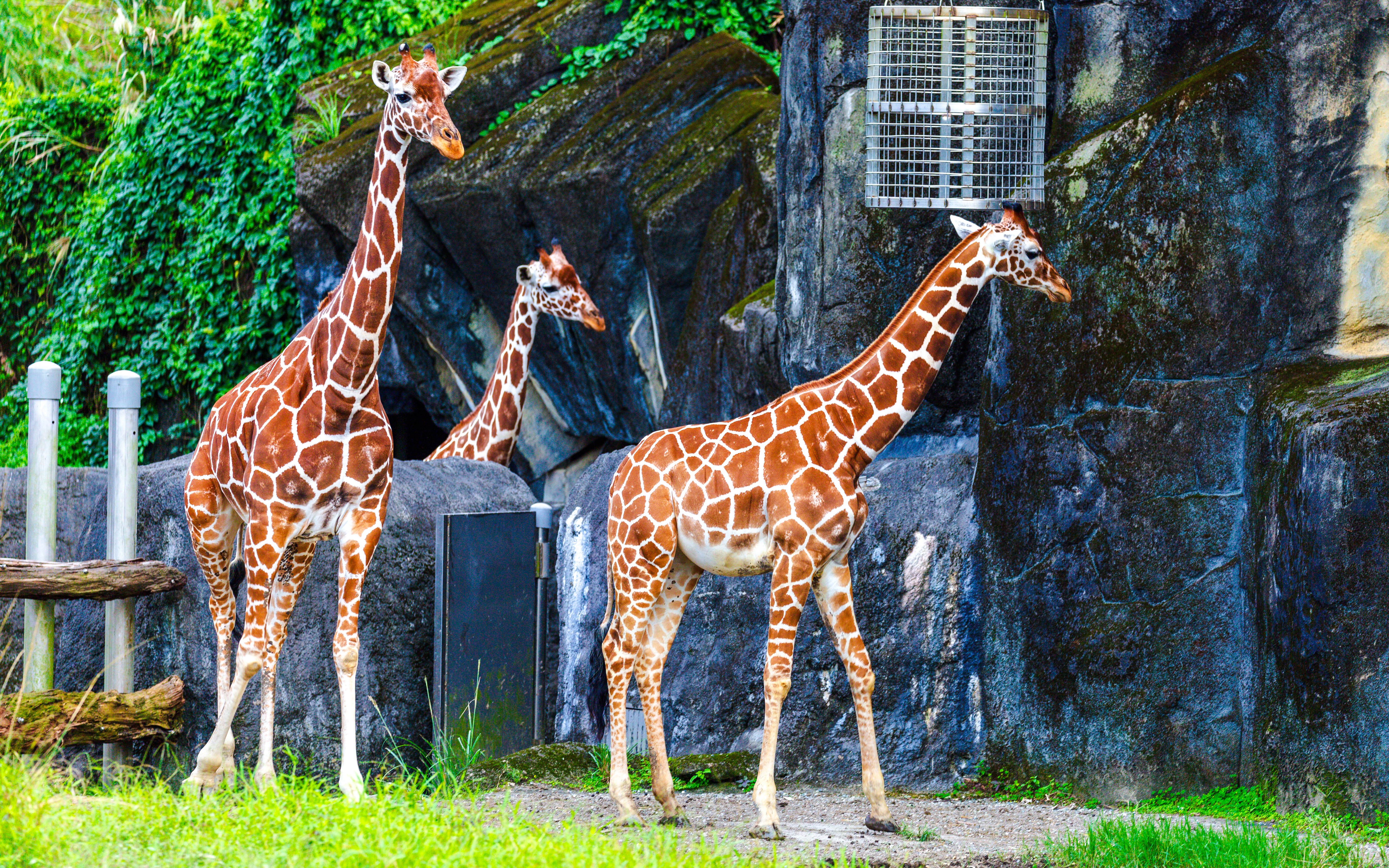 Giraffe family standing near rocky enclosure at the zoo.