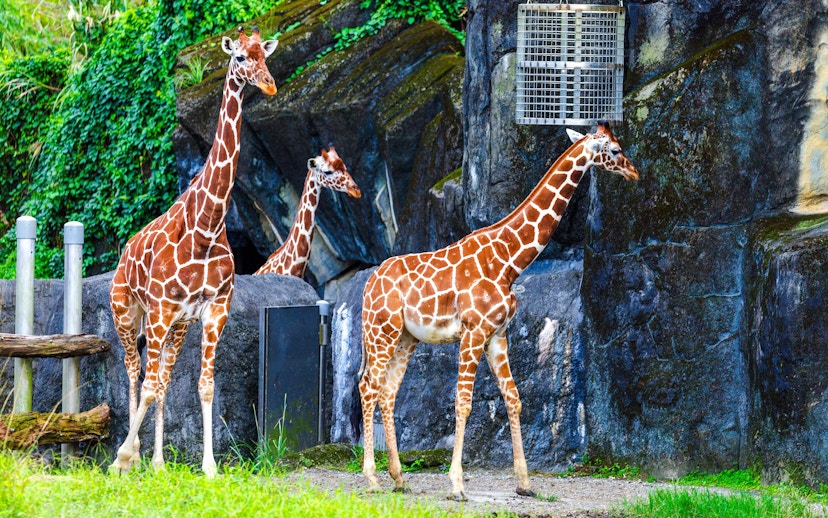 Giraffe family standing near rocky enclosure at the zoo.