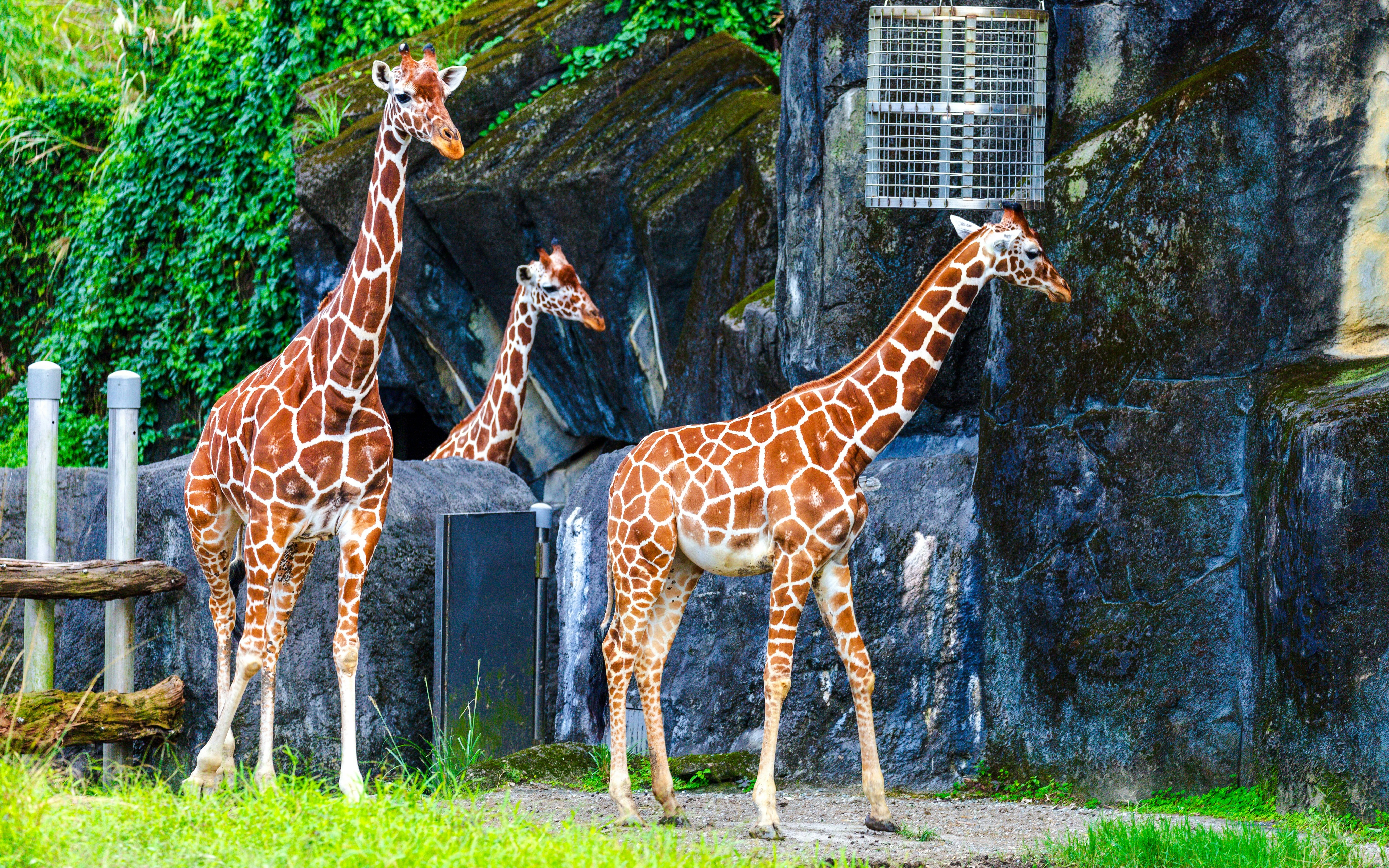Giraffe family standing near rocky enclosure at the zoo.