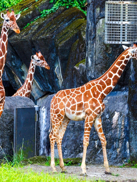 Giraffe family standing near rocky enclosure at the zoo.