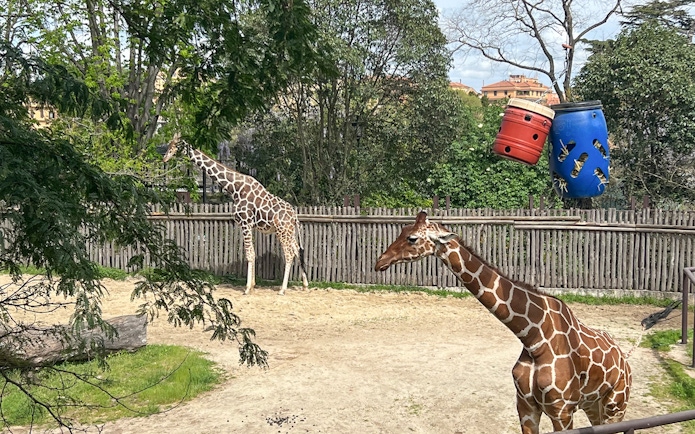 Giraffes in enclosure at Rome Bioparco with trees and feeding barrels.