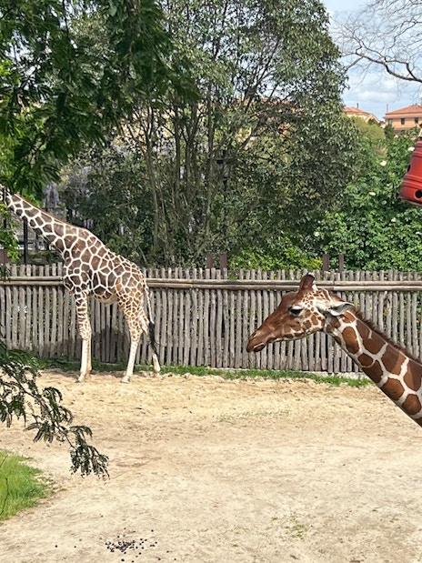 Giraffes in enclosure at Rome Bioparco with trees and feeding barrels.