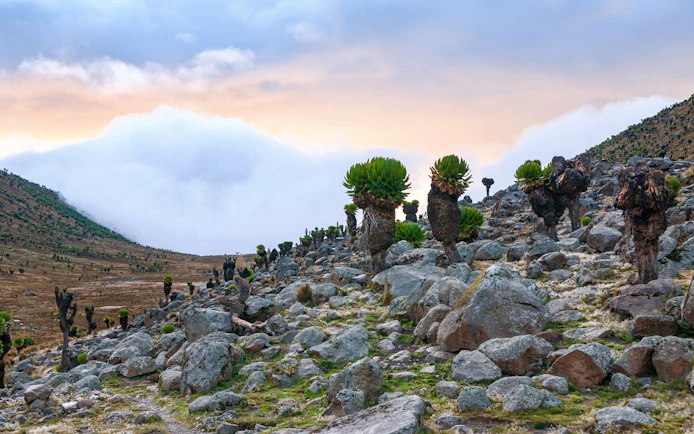 Giant groundsels on rocky terrain in Mount Kenya National Park.
