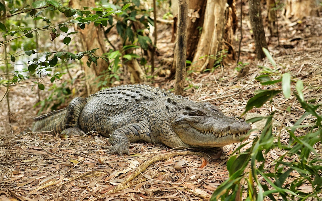 Crocodile resting on forest floor at Hartleys Crocodile Adventures, Cairns.