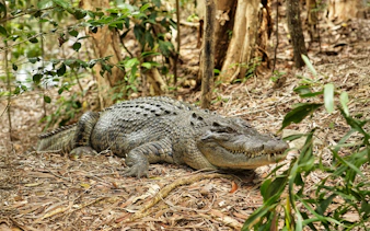 Crocodile resting on forest floor at Hartleys Crocodile Adventures, Cairns.