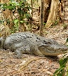 Hartley’s Crocodile Adventures