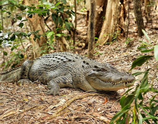 Crocodile at Hartleys Crocodile Adventures, Cairns