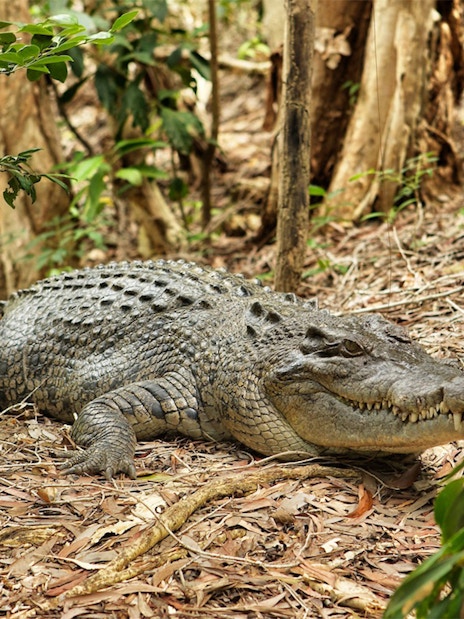 Crocodile resting on forest floor at Hartleys Crocodile Adventures, Cairns.