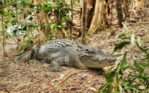 Crocodile resting on forest floor at Hartleys Crocodile Adventures, Cairns.