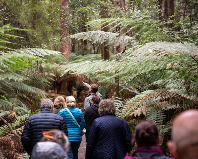 Hastings Caves, Tahune Airwalk and the Huon tasting trail