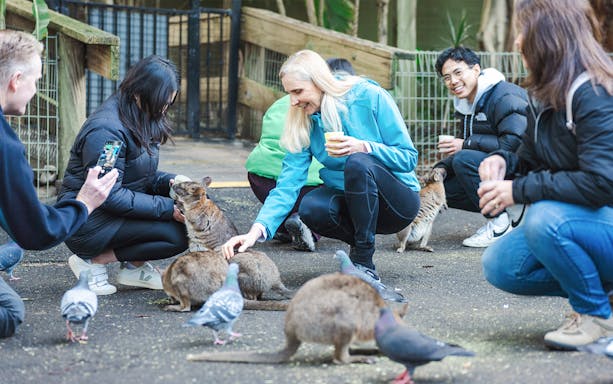 Visitors interacting with wallabies and pigeons during Blue Mountains tour.