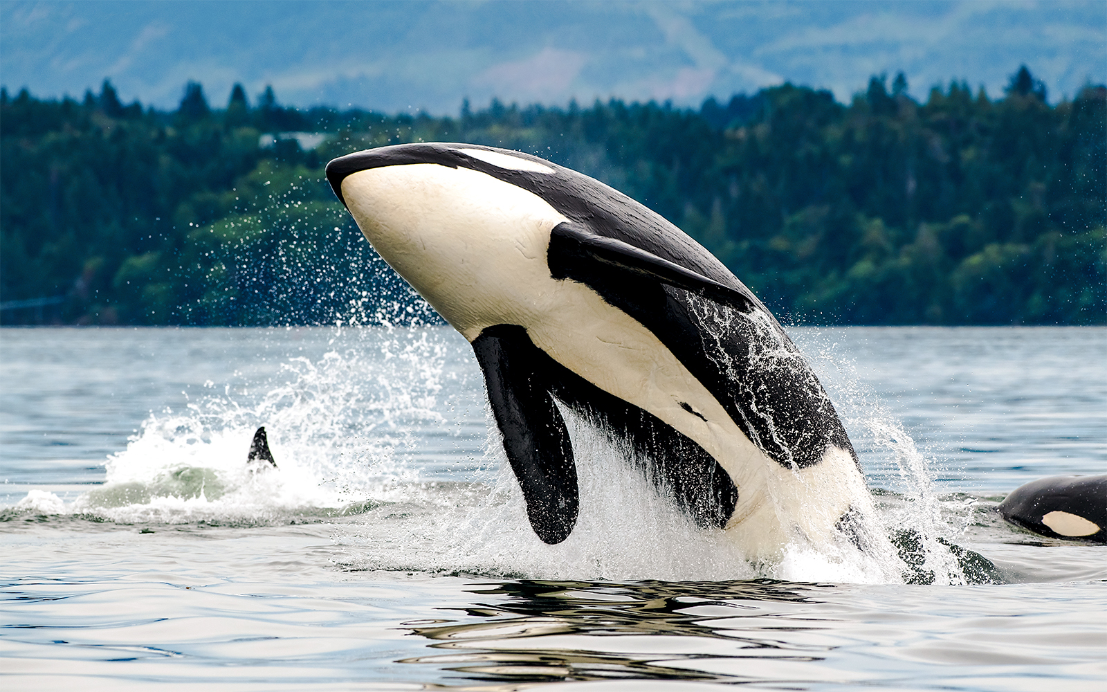 Orca whale breaching in the waters of Vancouver Island, Canada.