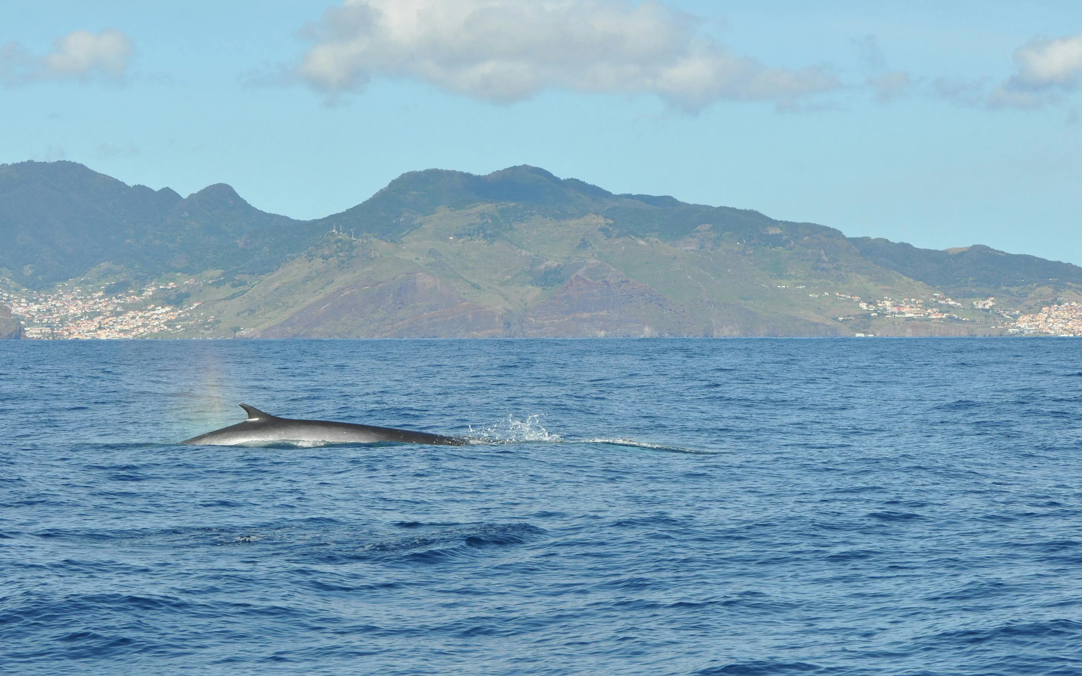 Whale surfacing near Funchal with Madeira Island in the background.