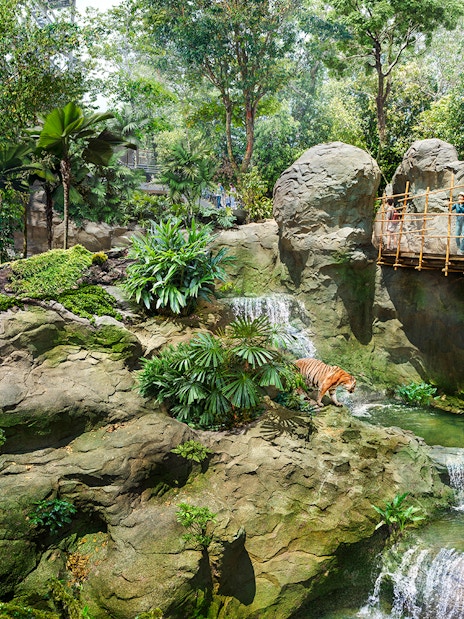 Couple pointing at tigers in a lush rainforest setting in Wild Asia.