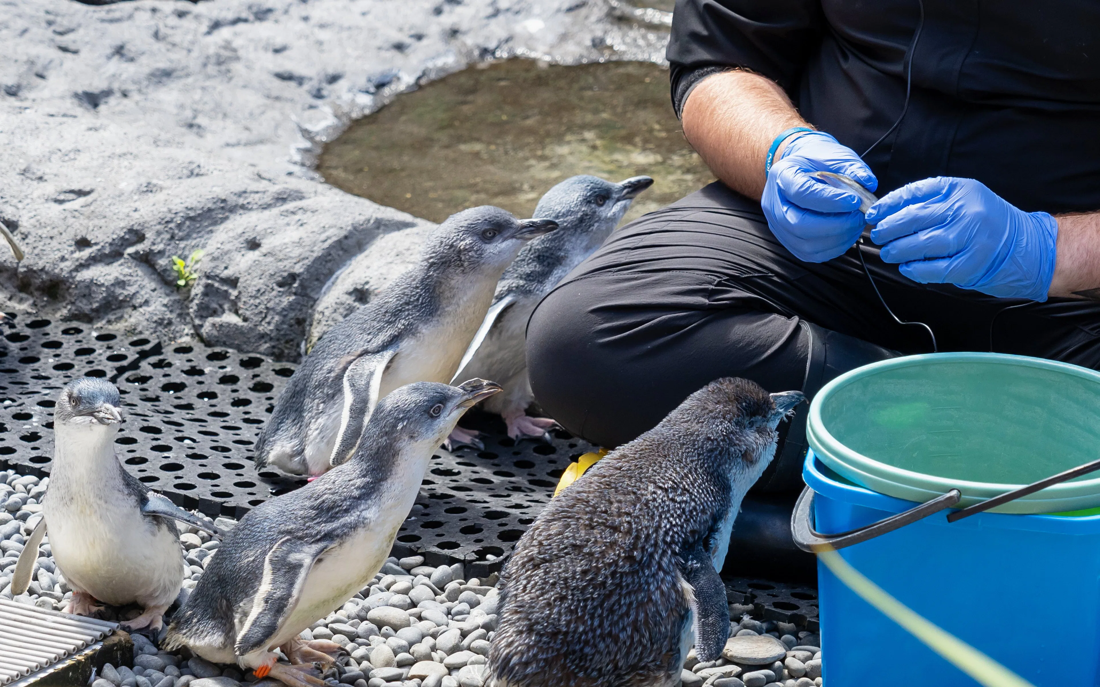 Penguin Encounter