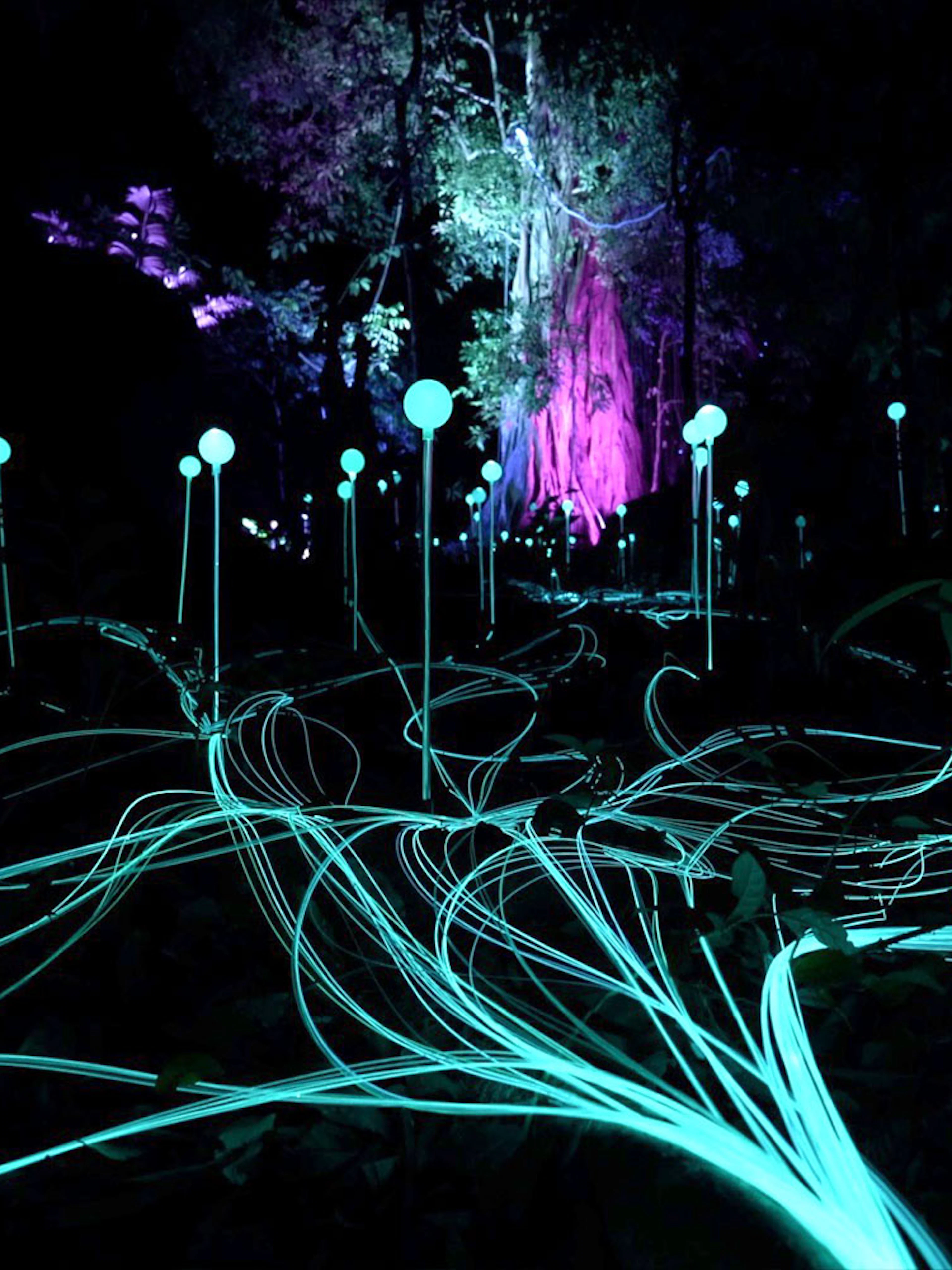 Glowing orbs and light trails in Dream Forest at night.