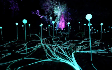 Glowing orbs and light trails in Dream Forest at night.