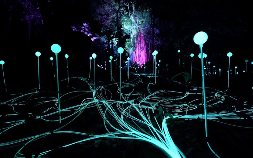 Glowing orbs and light trails in Dream Forest at night.