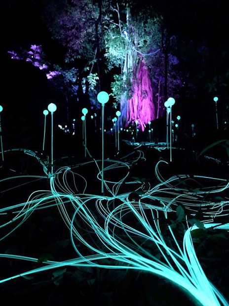 Glowing orbs and light trails in Dream Forest at night.